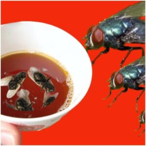 The Fastest Way to Rid Your Home of Flies An Irresistible Homemade Trap