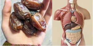 The Sweet Benefits Transform Your Health with Two Dates a Day