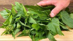 Nettles The Unsung Hero for Blood Sugar Management