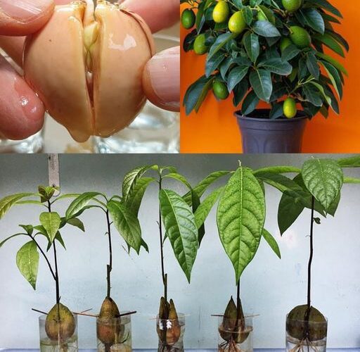 How Do Farmers Grow Avocado Trees