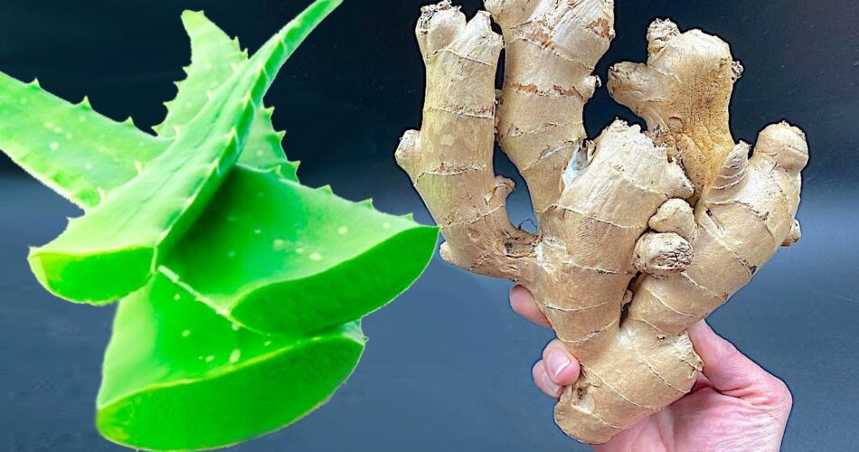 10 Years Without Getting Sick 🍋 Natural Bomb 🍋 Grandma’s Tip to Say Goodbye to Pain with Aloe Vera and Ginger