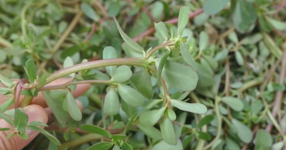 Discover the Amazing Health Benefits of Purslane!