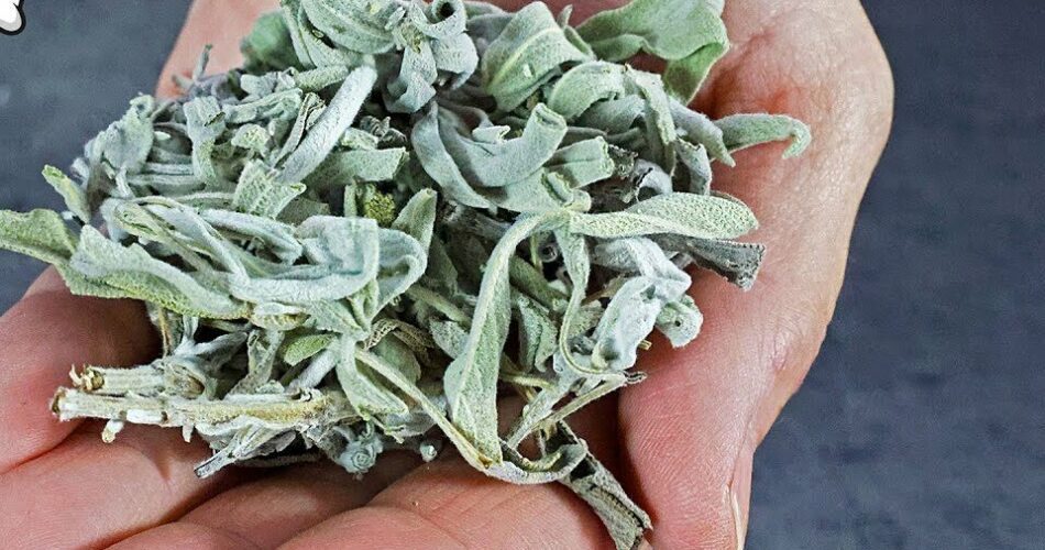 Discover the Benefits of Sage