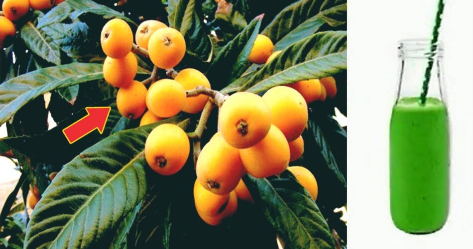 Eriobotrya Japonica A Leaf Worth a Gold Mine