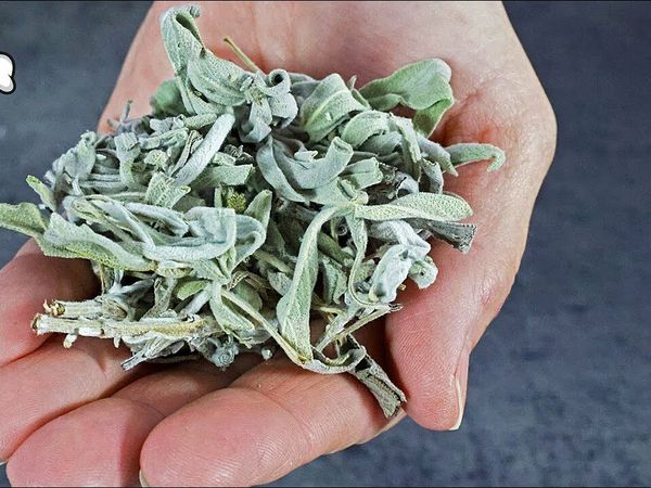 Sage The Game-Changer for Gut Health