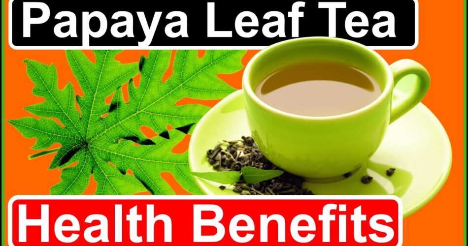 Unlock the Power of Papaya Leaf Tea Health Benefits