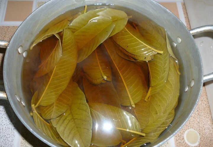 Health Benefits of Guava Leaf Tea A Natural Remedy for Wellness