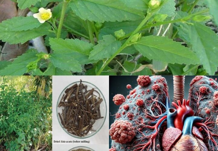 10 Remarkable Health Benefits of Pigweed Greens You Need to Know!