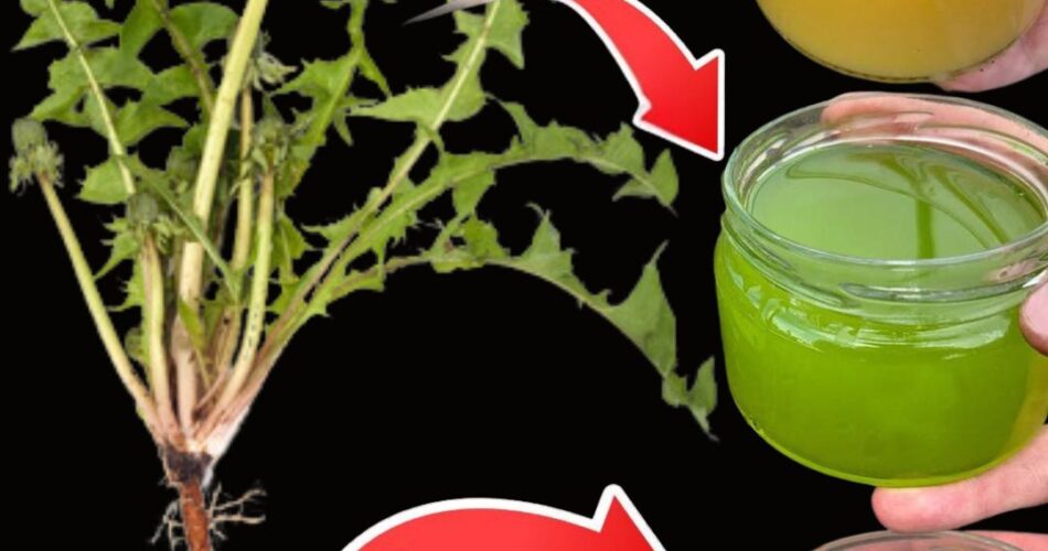 30 Incredible Benefits of Dandelion Nature’s Hidden Gem!