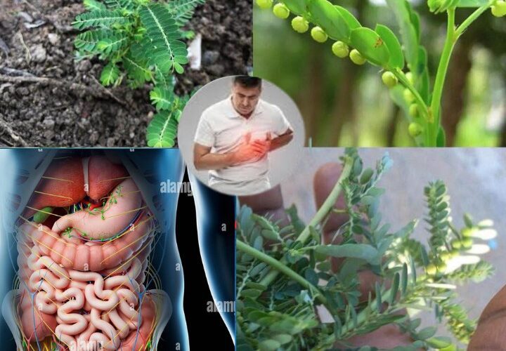 The Healing Power of Mimosa Pudica 10 Incredible Health Benefits of the Sensitive Plant