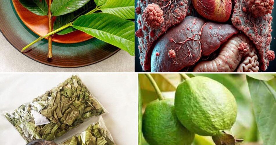 The Hidden Benefits of Prickly Lettuce (Lactuca Serriola) A Natural Remedy for Prostate and Kidney Health