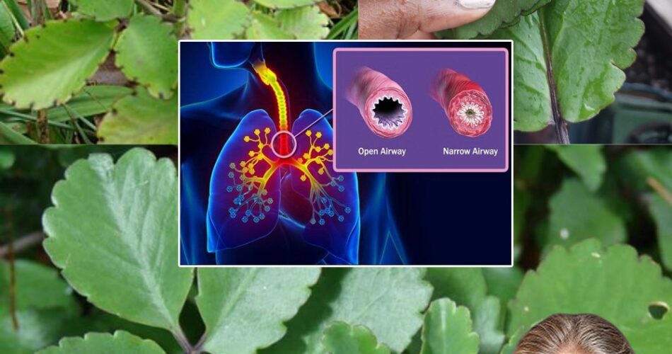 The Miracle Leaf of Life 7 Incredible Health Benefits You Need to Know