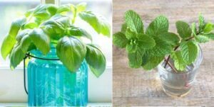 6 Herbs You Can Easily Grow in Water All Year
