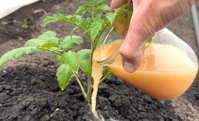 Enhance Your Tomato Yield with Natural Top Dressings