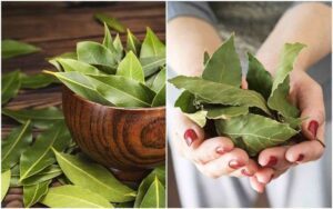 Enhancing Your Home’s Ambiance with the Natural Aroma of Bay Leaves