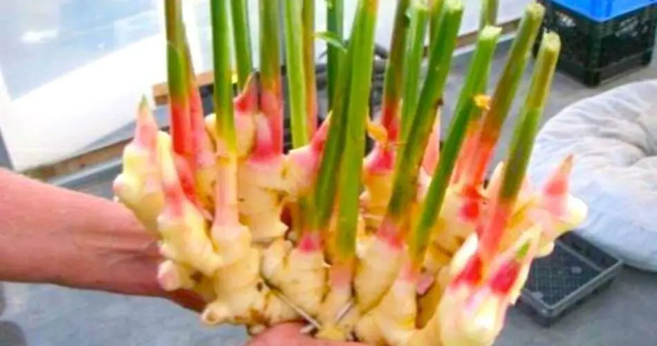 Mistakes to Avoid When Growing Ginger in Containers for a Bountiful Harvest