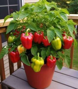 How to Grow Juicy and Crunchy Bell Peppers in Your Own Backyard