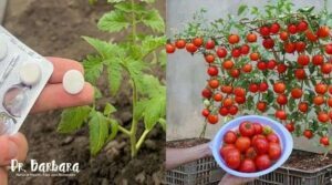How to Grow Tomatoes Fast and Achieve Big Harvests at Home