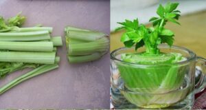 How to Regrow Celery at Home from Scraps – No Garden Needed