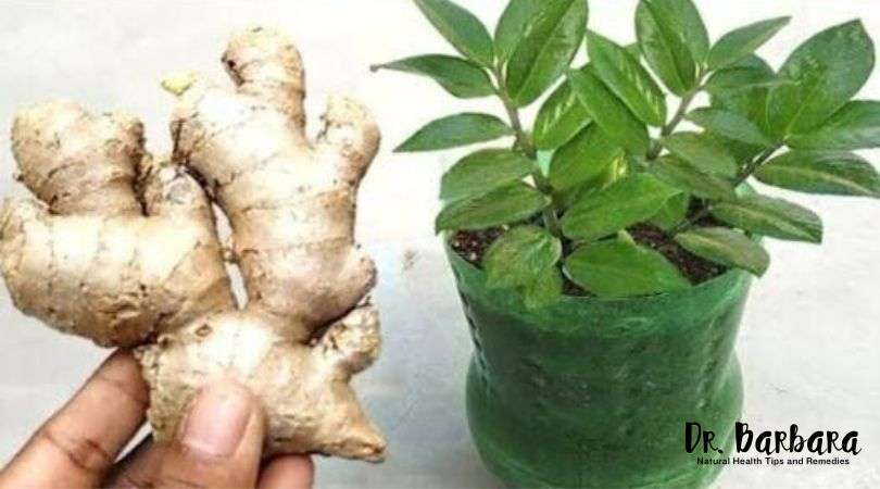 Learn The Secrets To Growing Ginger At Home Dr Barbarba Health