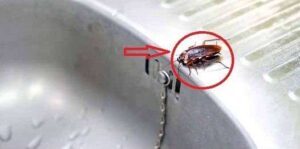 Natural Remedies to Get Rid of Roaches