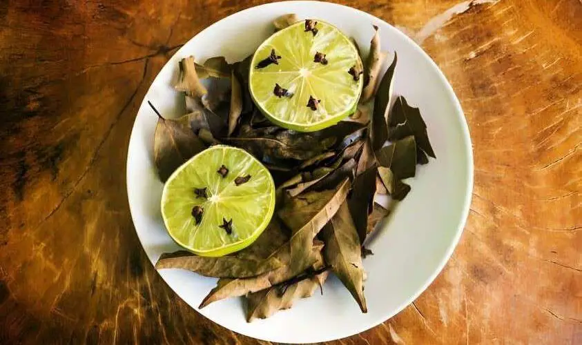 Natural and Effective Insect Repellent with Lemon and Lime