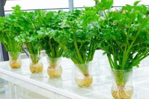 Learn how to grow celery effortlessly, whether in a pot or your garden, and ensure a constant supply of this versatile and nutrient-packed vegetable. The best part? You don’t need seeds to start this green endeavor—just a single bunch of celery will do the trick! The Benefits of Celery: Celery is a treasure trove of health benefits, making it an essential addition to your juices, salads, stews, or a simple lemon and salt snack. Packed with water and fiber, celery can help regulate blood pressure, lower bad cholesterol levels, stimulate saliva production, and even prevent gastric ulcers. Its natural detoxifying and diuretic properties aid in preventing constipation and fluid retention, among numerous other benefits. Step-by-Step Guide: Materials Needed: 1 whole bunch of celery 1 glass container filled with water 1 medium-sized pot Soil and a bit of compost 1. Preparing the Celery Base: Begin by carefully cutting the bunch of celery, leaving approximately 10 centimeters of the base intact. You can save the remaining celery for your culinary endeavors. 2. Starting with Water: Place the celery base in a glass container filled with water, ensuring the bottom part is submerged and lightly covered. 3. Ideal Growing Conditions: Find a cool, well-lit spot for the container and patiently await the appearance of the first sprouts, which typically takes seven to ten days. 4. Transplanting into Soil: Once the first sprouts have emerged, it’s time to transplant your celery plant into the soil. Fill the chosen pot about 3/4 full with soil. 5. Pruning and Grooming: Gently clean the plant, removing the older outer stalks while leaving the new sprouts unharmed. 6. Planting in Soil: Carefully plant the celery in the soil, ensuring that you do not bury the first leaves that have already grown. 7. Proper Watering: Maintain the soil’s moisture without overwatering, as excessive water can harm the celery seedling. 8. Sunlight Exposure: After potting your celery plant, water it two to three times a week, ensuring that the soil remains slightly moist. Consider exposing it to sunlight for a few hours each day, especially in the mornings. 9. Growth and Patience: Be patient for a couple of weeks, and new stalks will begin to grow. 10. Harvest and Regrowth: Once the new stalks have reached the appropriate size, you can harvest them from the base without uprooting the entire plant. By continuing to care for the celery plant, new stalks will regenerate continuously, providing you with a consistent supply of celery at home. Conclusion: Experience the joy of cultivating your own celery and savor the fresh, flavorful taste of this nourishing vegetable whenever you desire. Inspired by this? Share the article with your friends!