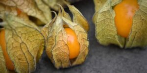 Discovering the Golden Benefits of Canapum (Physalis)
