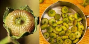 Exploring the Health and Medical Benefits of Common Mallow