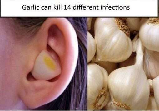 Garlic’s Guard: Nature’s Antimicrobial Warrior Against Infections