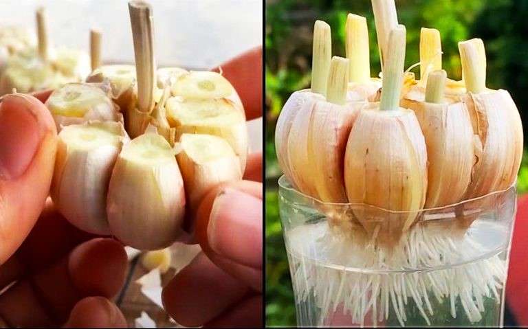 Grow Your Own Healthy Garlic at Home in Containers