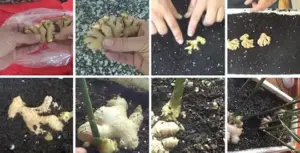 How to Grow Ginger at Home for an Endless Supply