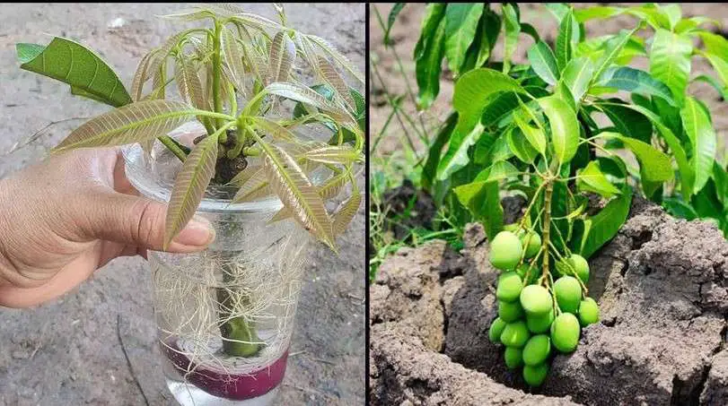 How to Grow Mango Trees from Cuttings in Water A Step-by-Step Guide
