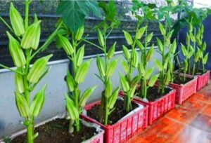How to Grow the Best Potted Okra