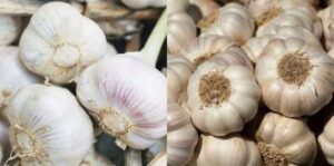 The Garlic Effect Transform Your Health in Just 10 Days