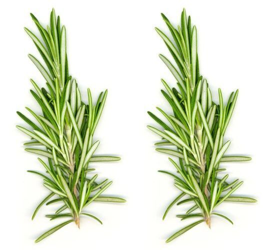 Rosemary The Secret to Hair That Grows Like Crazy!