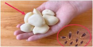 Say Goodbye to Cockroaches with Garlic A Simple Home Remedy
