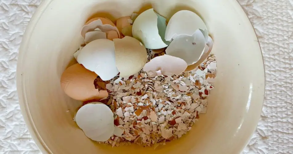 Discover the Surprising Uses for Eggshells Around Your Home