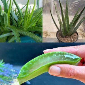 Hair Grows Like Crazy and Doesn’t Fall Out! This is the Best Remedy! Aloe Vera for Hair!