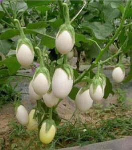 The Surprising History Behind the Name ‘Eggplant’