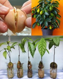 How Do Farmers Grow Avocado Trees