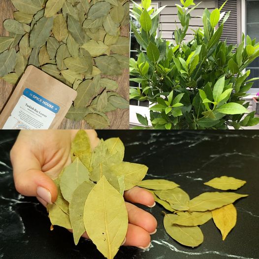 Bay Leaves The Secret Remedy for Fast Hair Growth and Reducing Hair