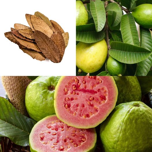 Diseases That Heal with Guava Leaf and Fruit How to Use Them Dr