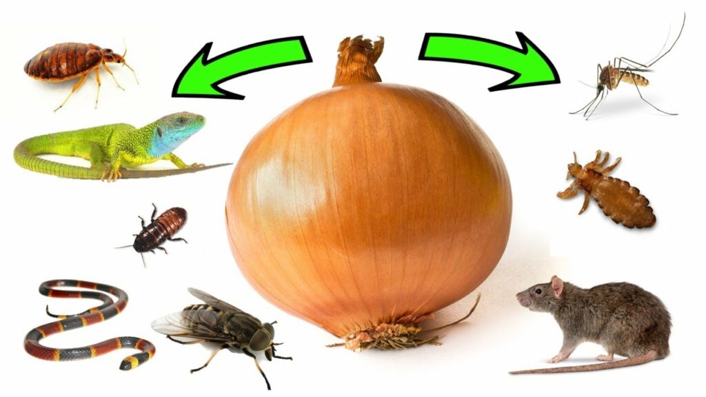 How to Use Onions to Get Rid of Pests Rats, Flies, Lice, Bugs, Lizards