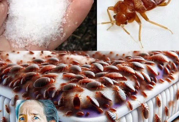 Eliminate Bedbugs Naturally with Ingredients You Already Have in Your Home and Garden