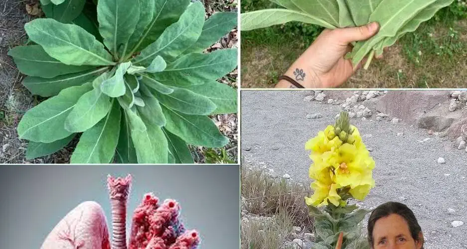 Gordolobo Unlocking 18 Health Benefits of This Ancient Herbal Remedy