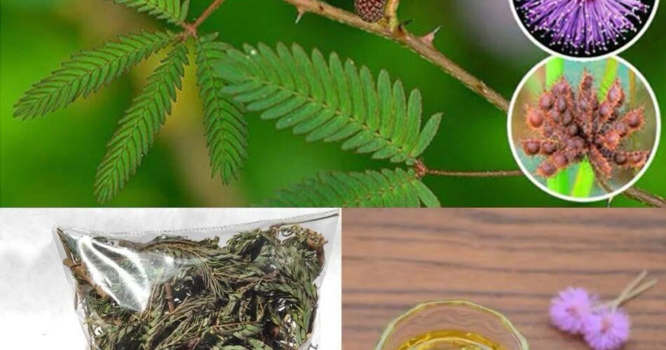The Digestive Benefits of Mimosa Pudica A Natural Gut Cleanser