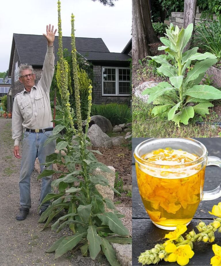 Mullein Benefits of Leaves, Flowers, and Roots. And How to Use It ...