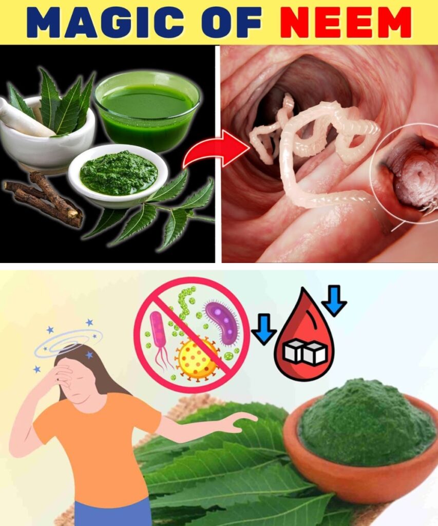 Amazing Neem 12 Amazing Benefits of Neem You Need To Know - Dr. Barbara Health