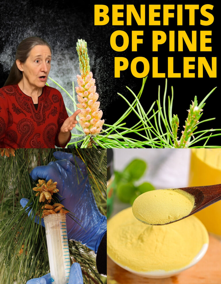 Nature’s Secret Weapon Unleash Pine Pollen’s Hidden Power Dr. Barbara